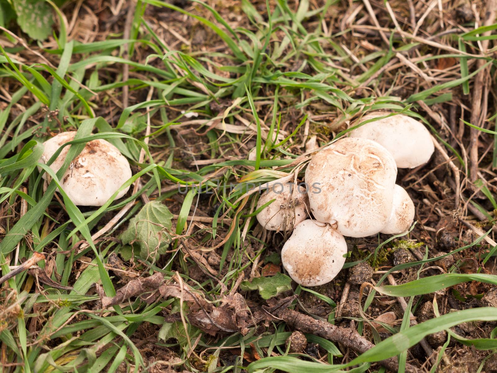 close up of st george's mushrooms on floor spring forage; essex; england; uk