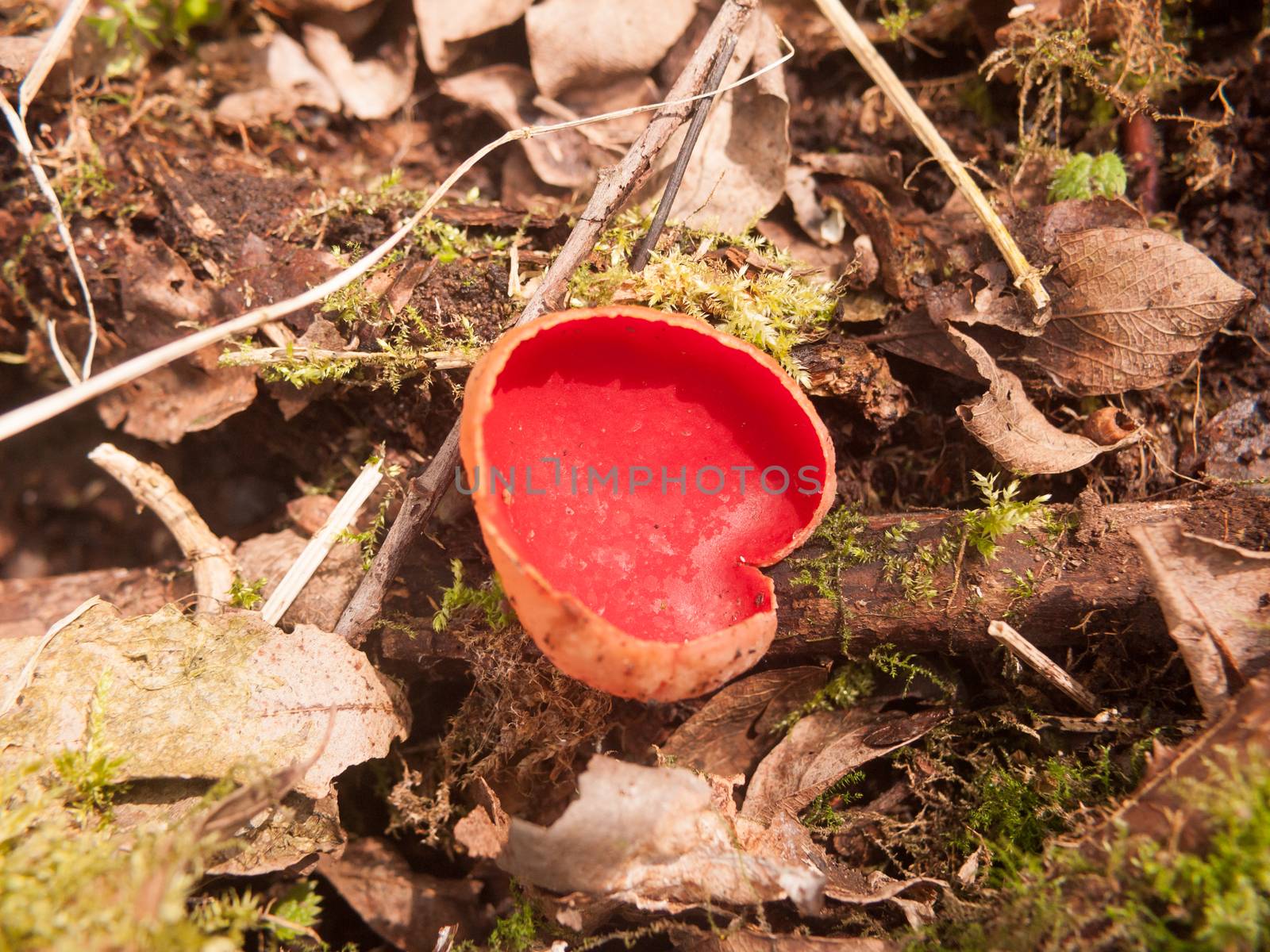 close up of scarlet elf cup mushrooms on moss fungi by callumrc