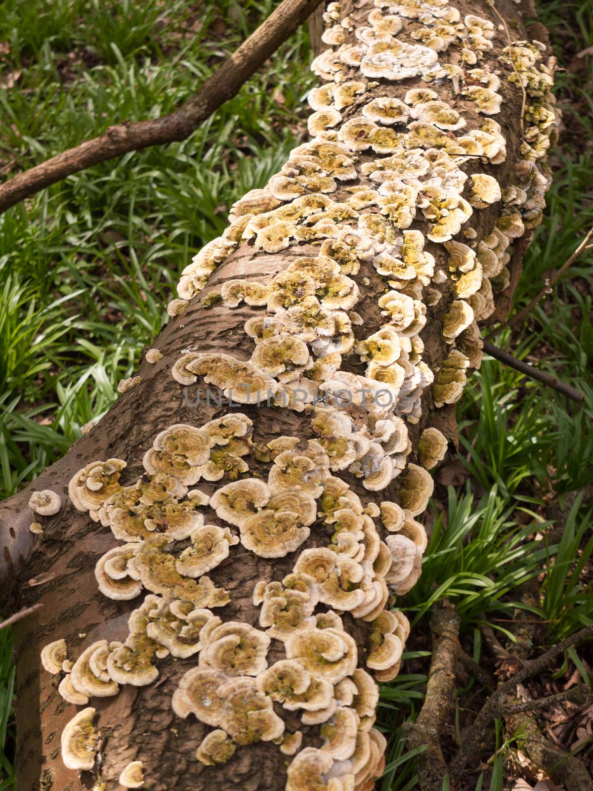 plenty of small bracket mushrooms all along fallen tree trunk on ground; essex; england; uk