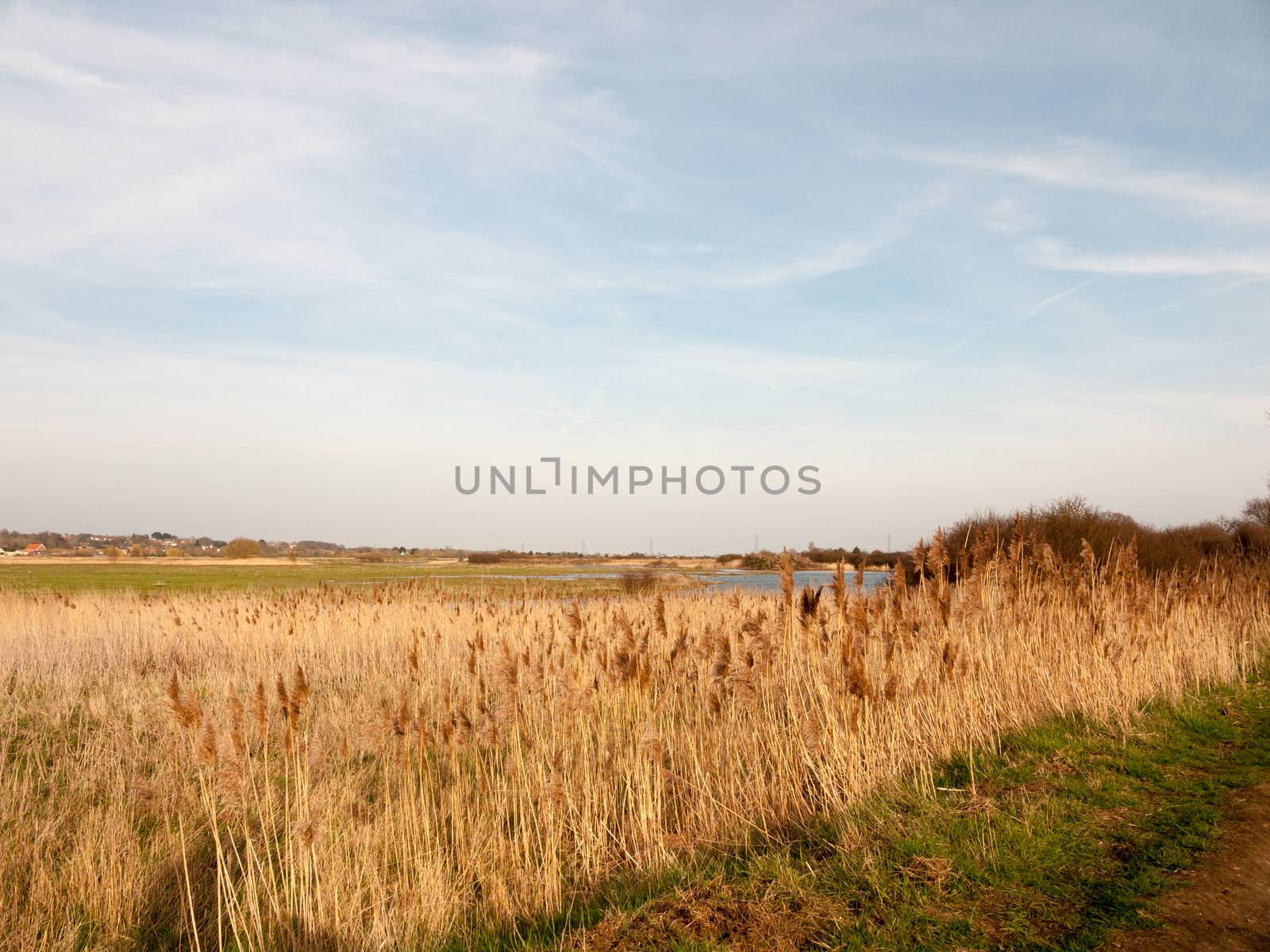 reeds nature growing side bank of river stream water sky blue clouds spring background by callumrc