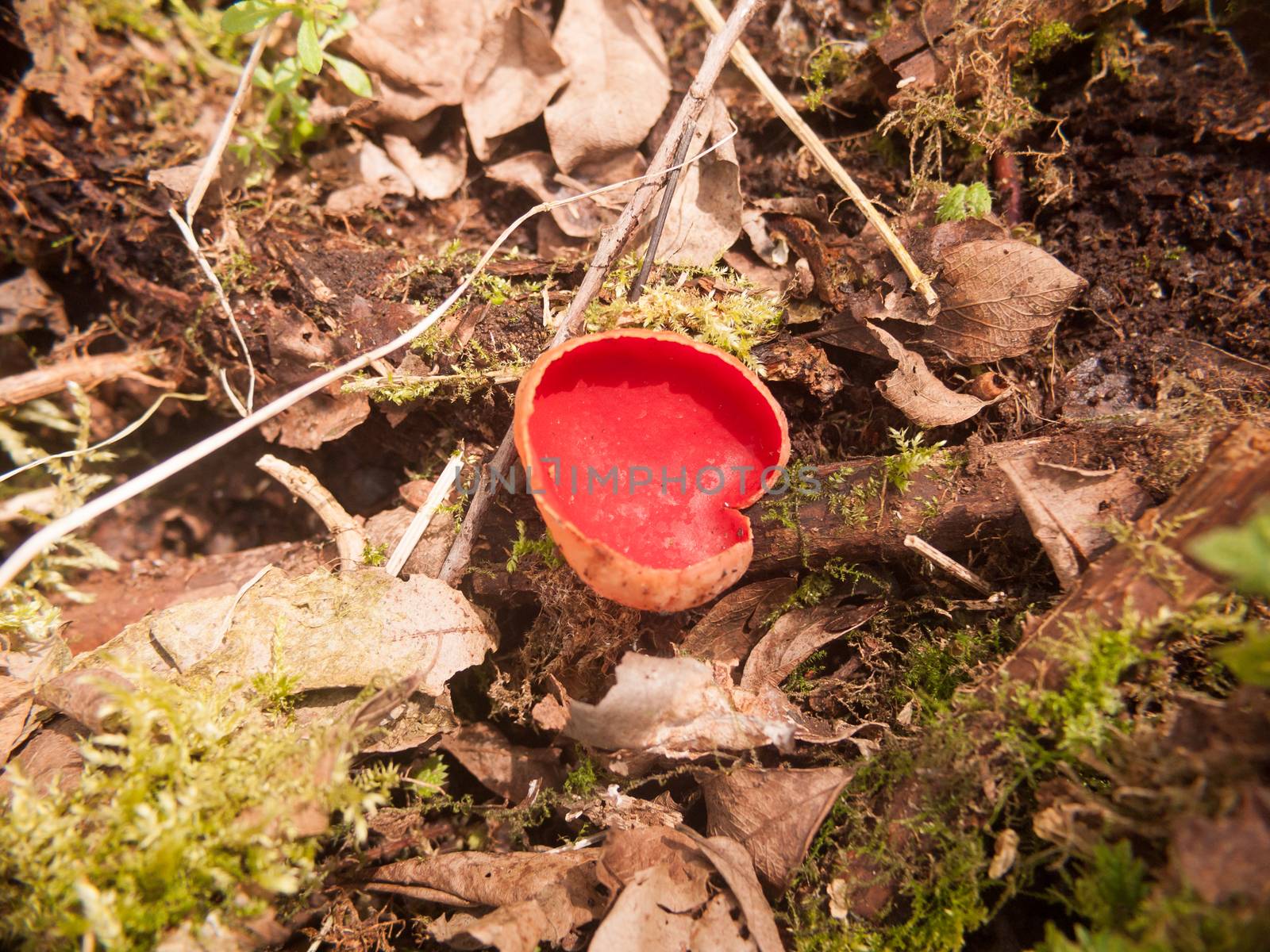 close up of scarlet elf cup mushrooms on moss fungi; essex; england; uk