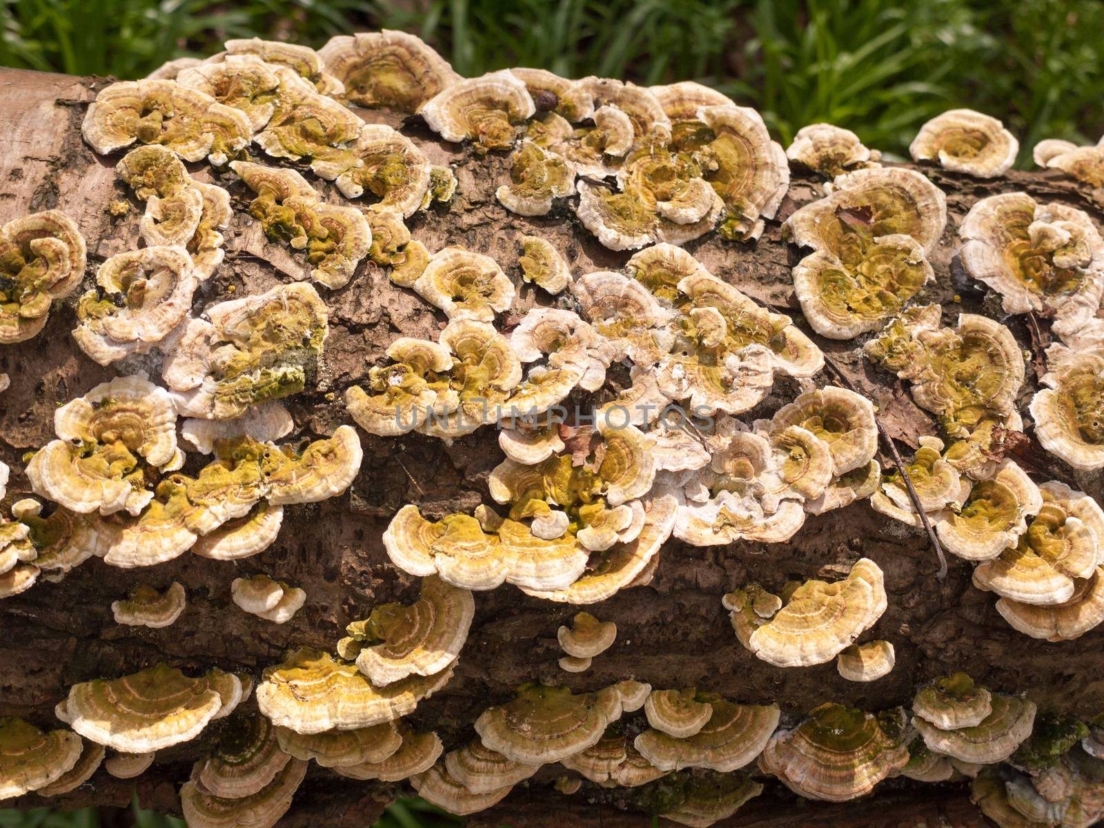 plenty of small bracket mushrooms all along fallen tree trunk on ground close up by callumrc