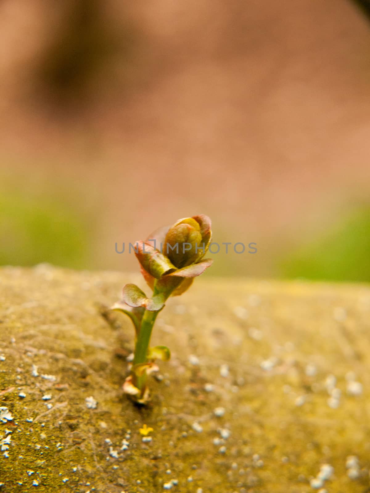 first growing shoot on tree bark branch macro close up spring detail by callumrc