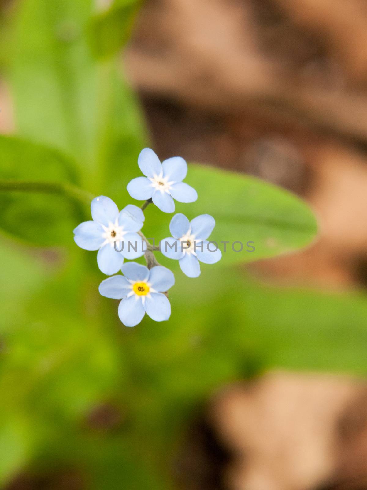 close up macro detail of forget-me-not blue little flowers nature by callumrc