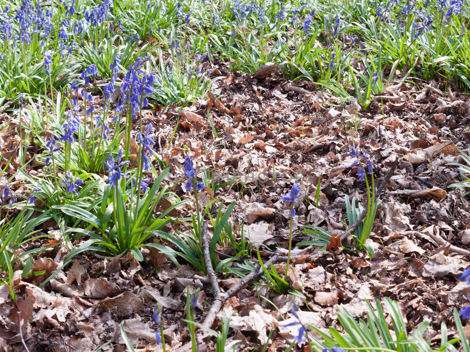 close up bluebells growing on wood land forest floor spring; essex; england; uk