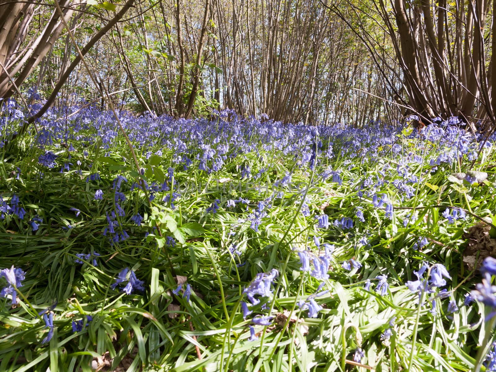 close up of bluebells growing on forest floor in spring; essex; england; uk