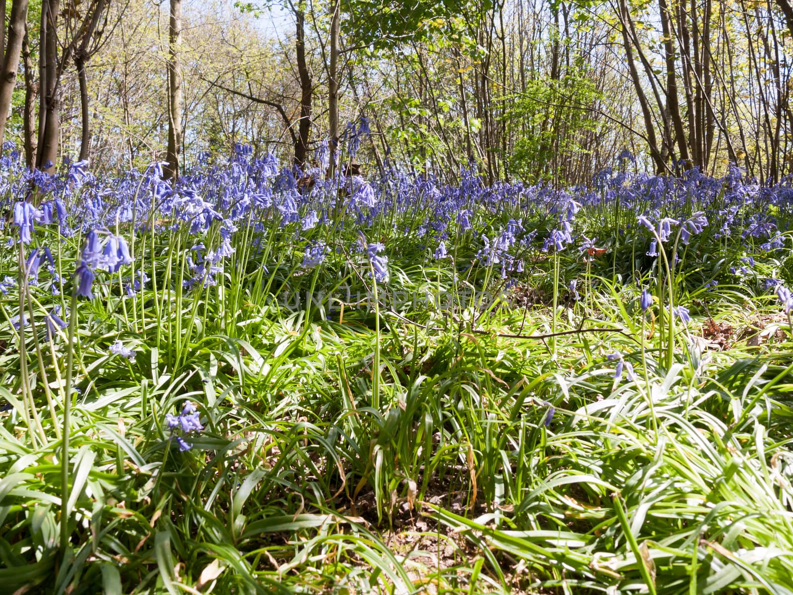 close up of bluebells growing on forest floor in spring; essex; england; uk