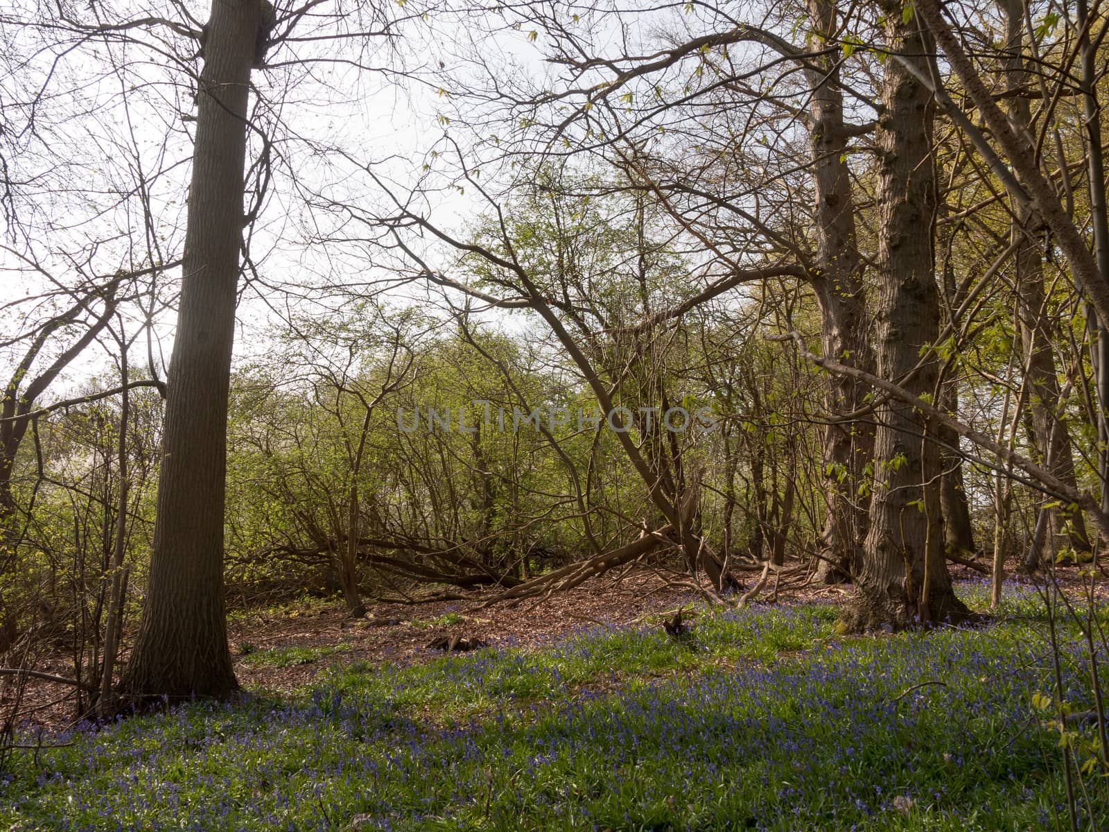blue bells growing on forest woodland floor UK spring trees nature environment by callumrc