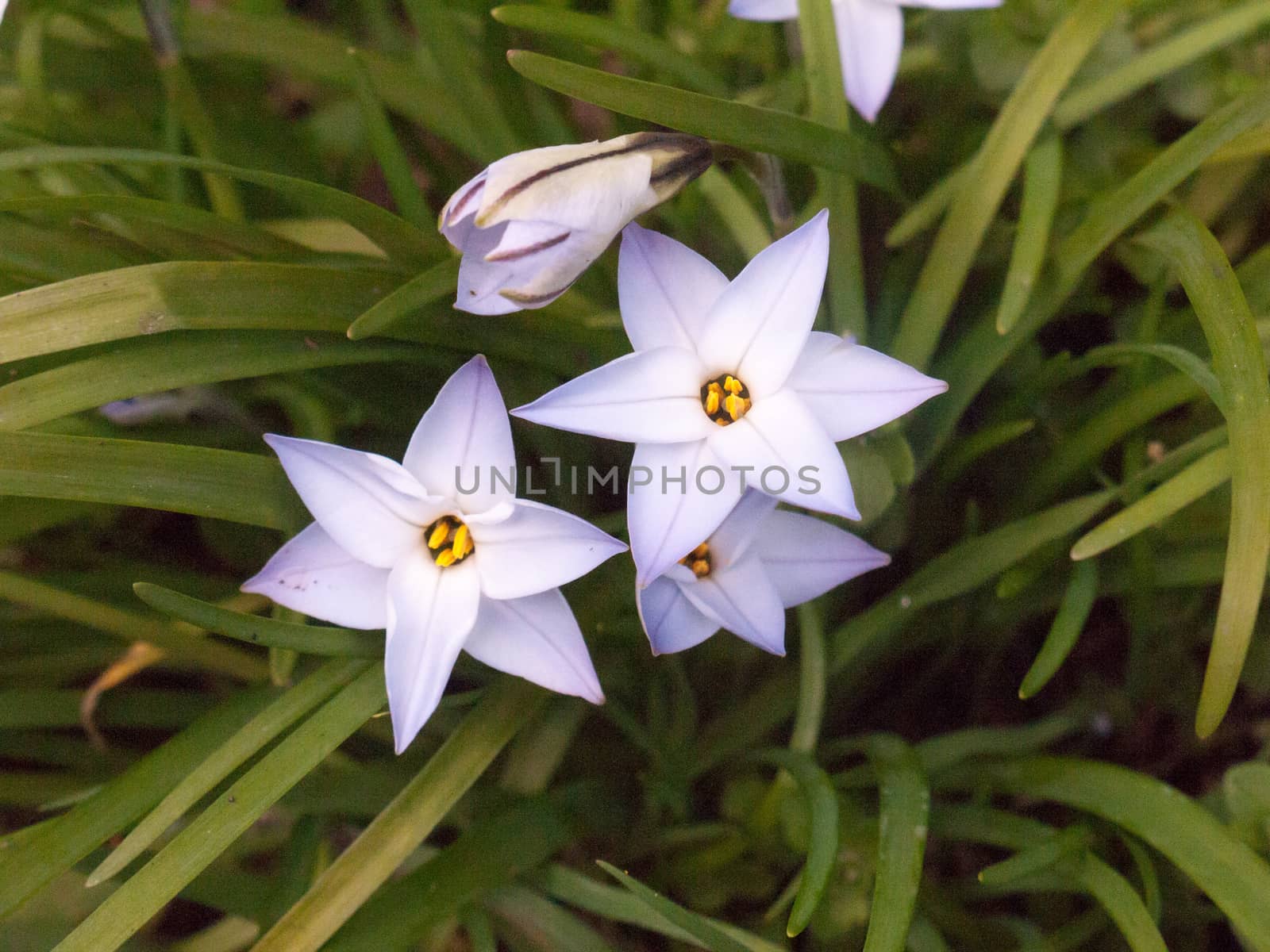 Spring starflower Ipheion uniflorum 'Wisley Blue' close up by callumrc