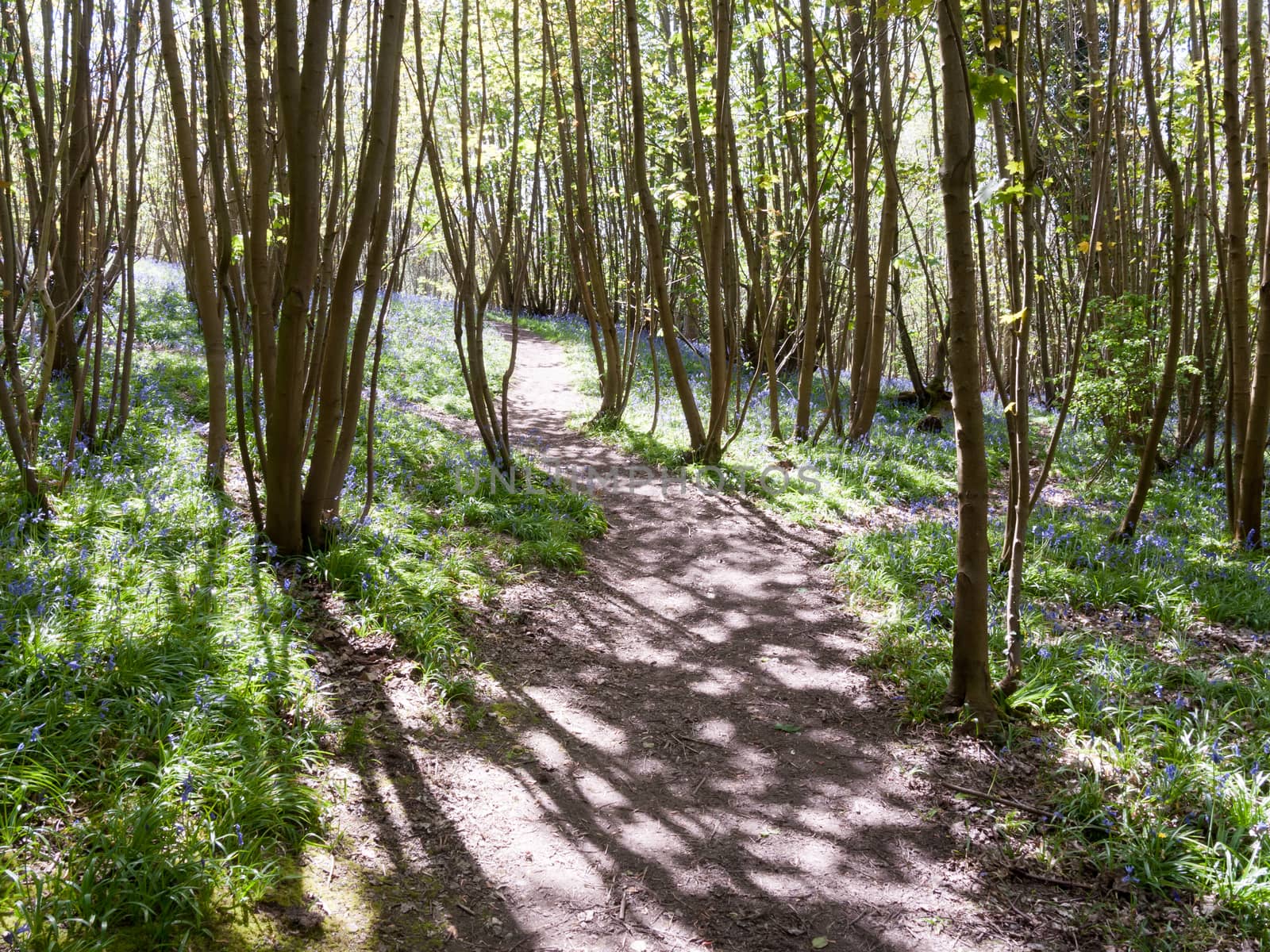 walkway through forest wood UK spring with bluebells growing by callumrc