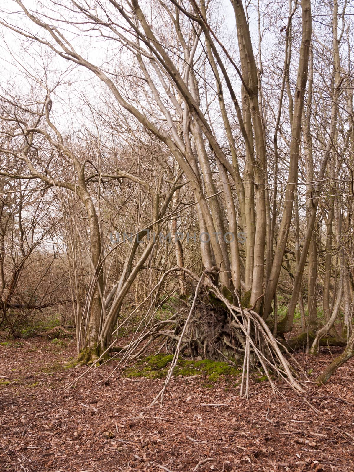 inside forest with branches stacked up against tree trunks by callumrc