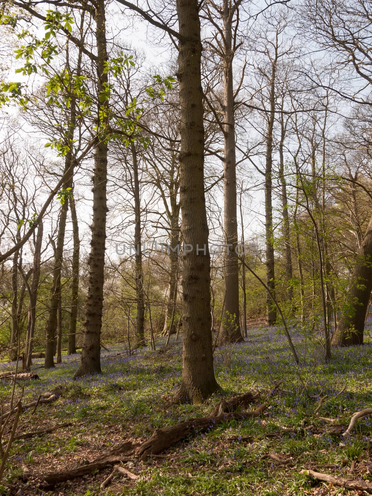 inside spring wood land floor with bluebells growing trees; essex; england; uk
