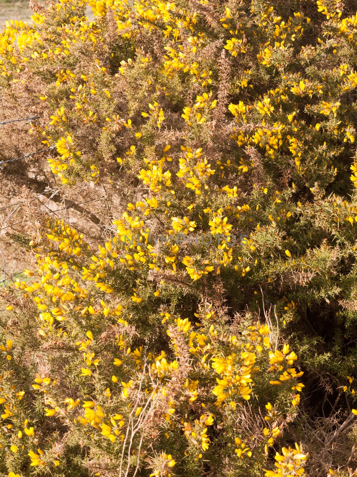 close up yellow gorse flowers broom texture spring bright beautiful by callumrc