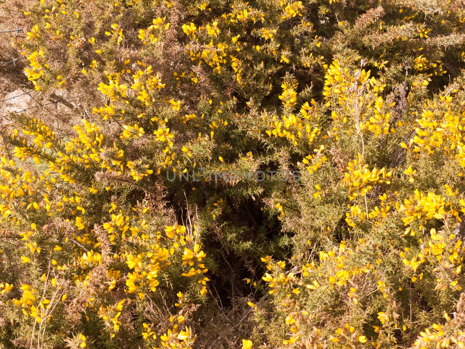 close up yellow gorse flowers broom texture spring bright beautiful; essex; england; uk