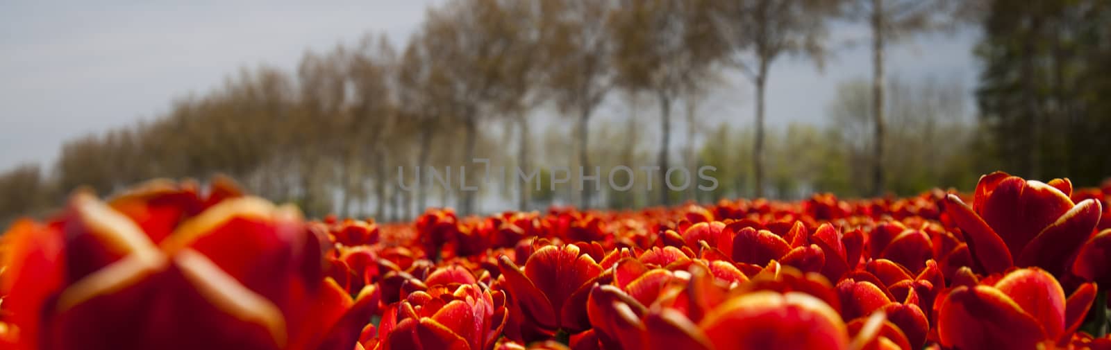 Flowers are blooming on the field, tulips  by JanPietruszka
