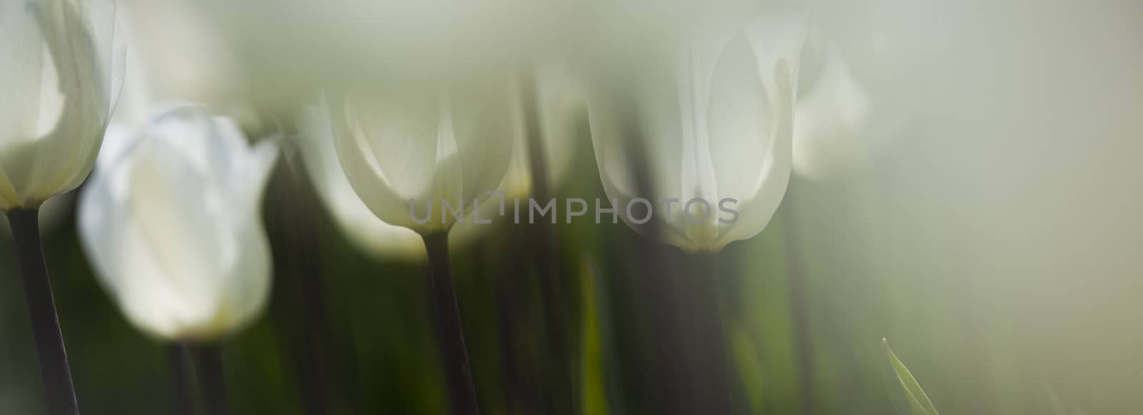 Beautiful close up macro tulip by JanPietruszka