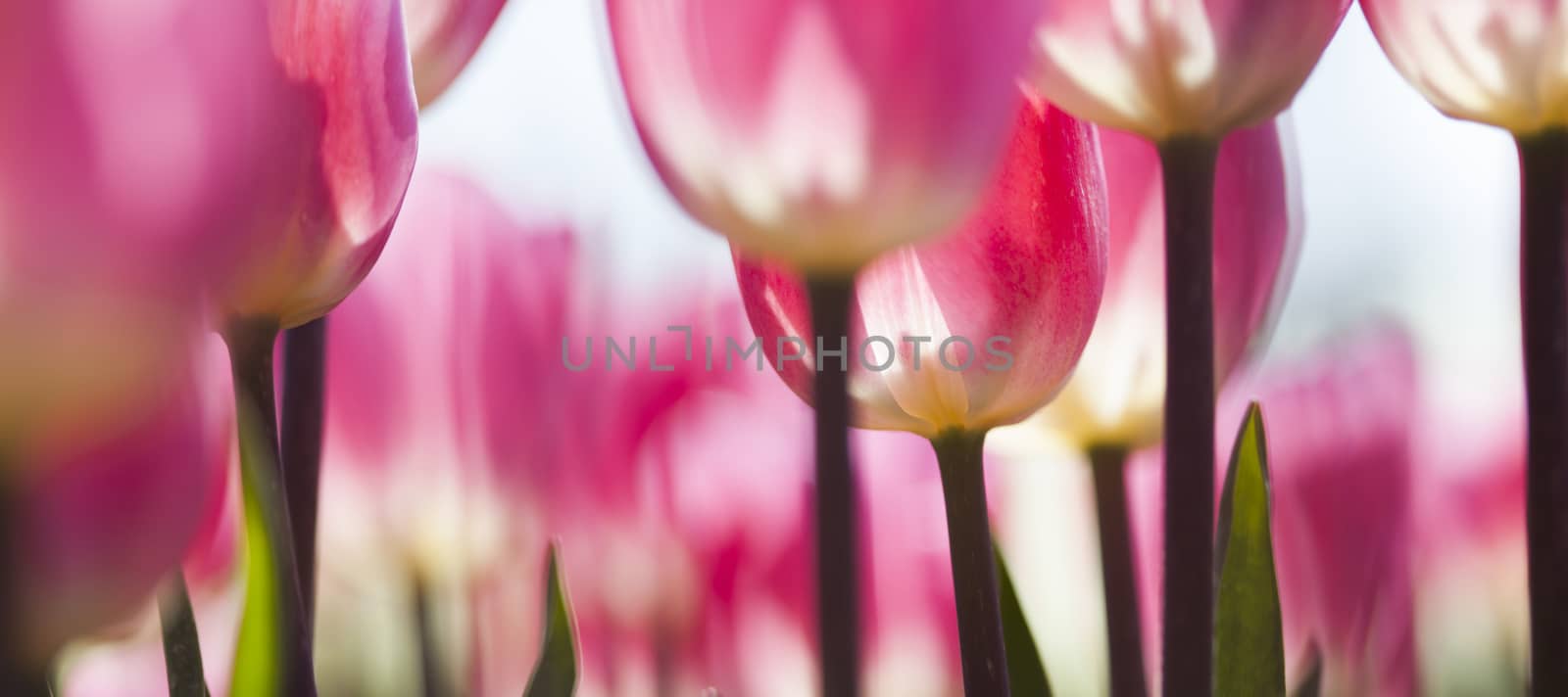 Tulip flowers close up