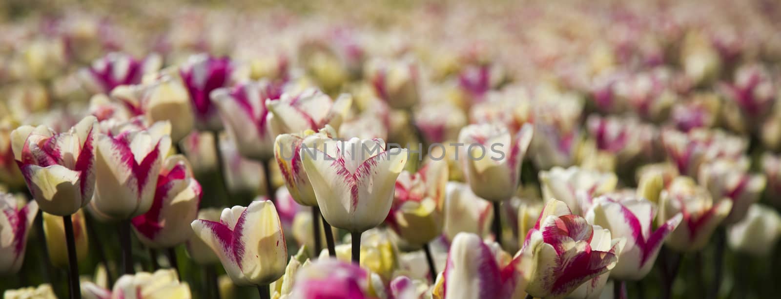 Tulip flowers close up