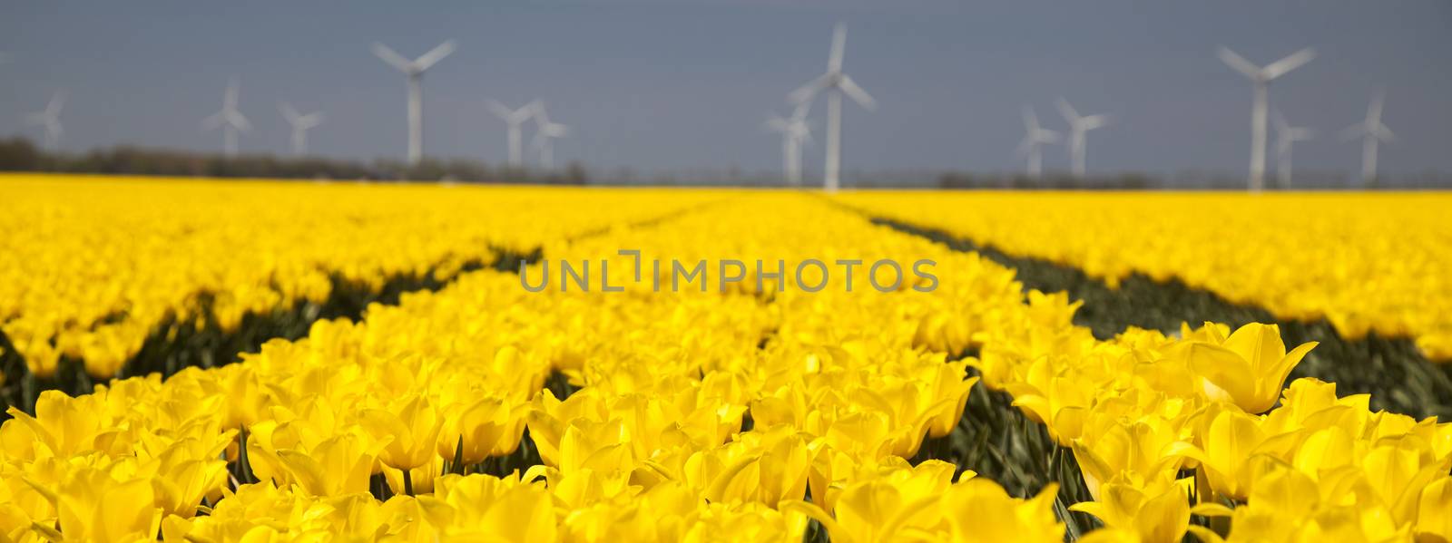 Windmill and colorful tulips in spring of flowers by JanPietruszka