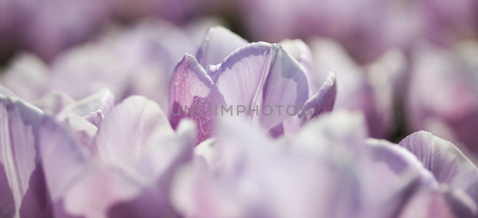 Tulip flowers close up