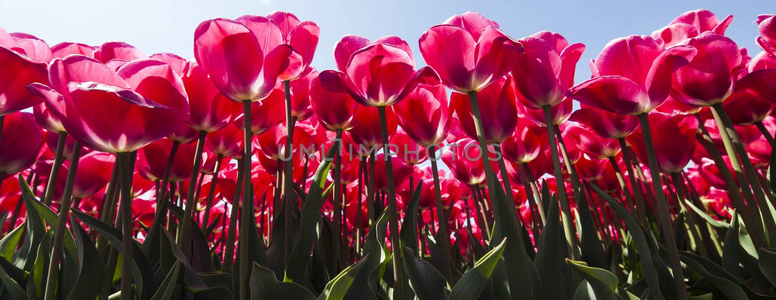 Fresh spring tulips with sky by JanPietruszka