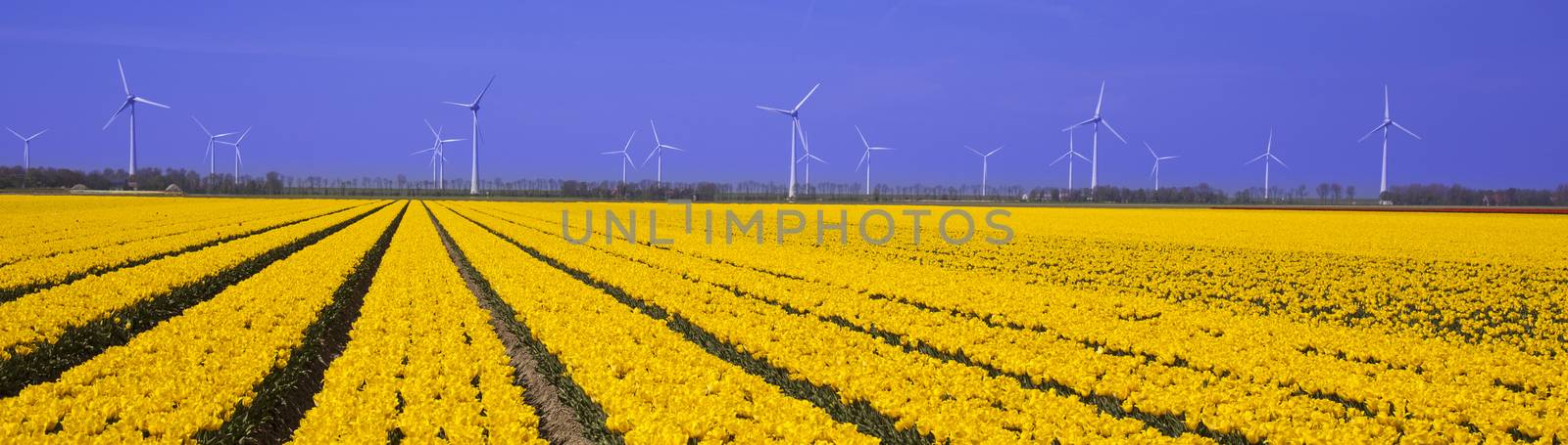 Windmill and colorful tulips in spring of flowers by JanPietruszka