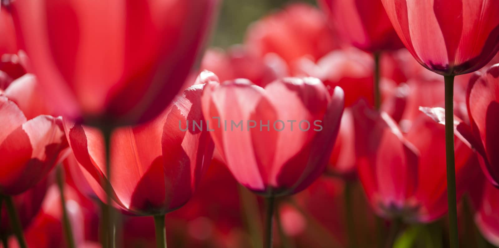Fresh Beautiful Tulips, flower background