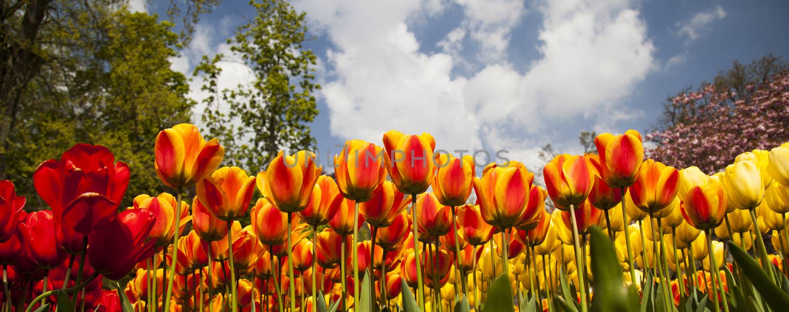 Tulip flowers close up