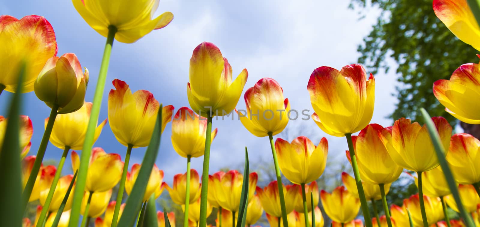 Fresh Beautiful Tulips, flower background