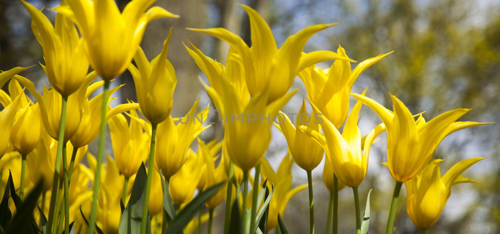 Spring tulips in the garden, spring blossom by JanPietruszka