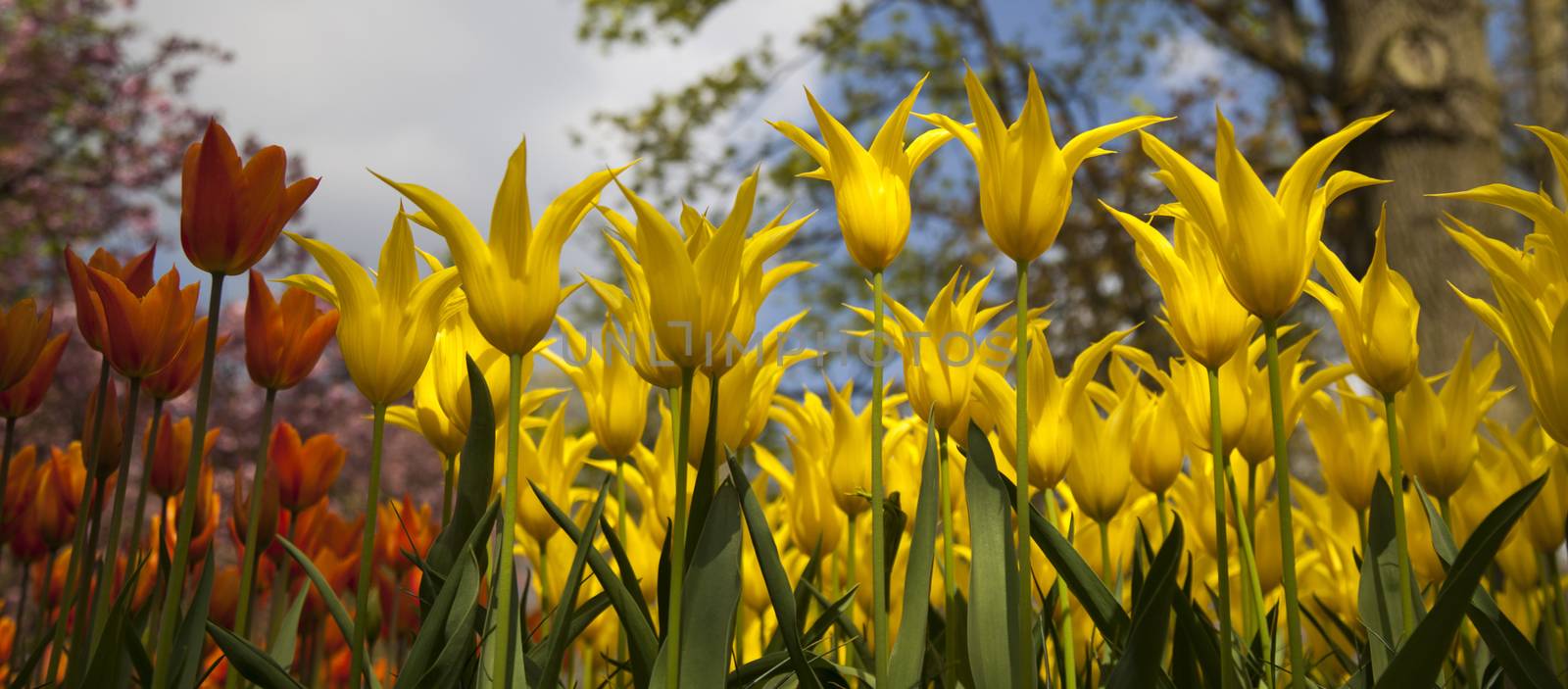 Spring tulips in the garden, spring blossom by JanPietruszka