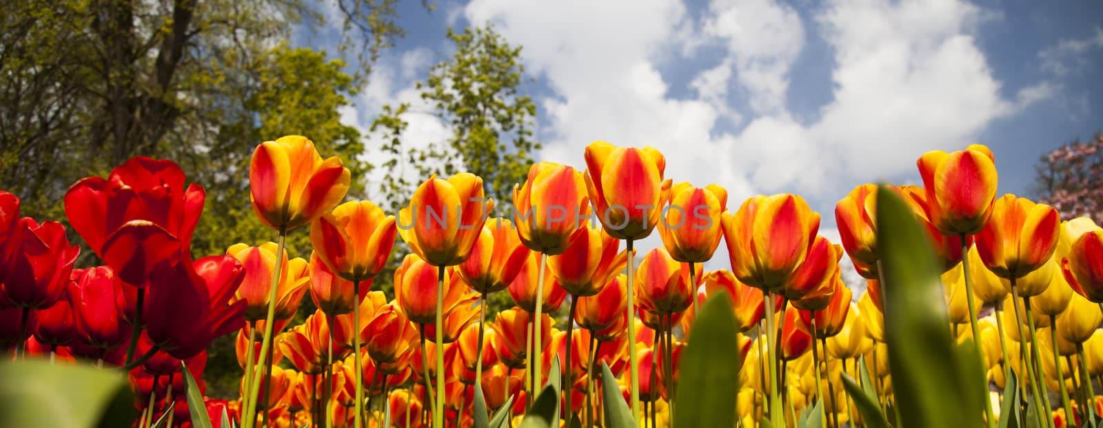 Spring in garden, flower background, tulips by JanPietruszka