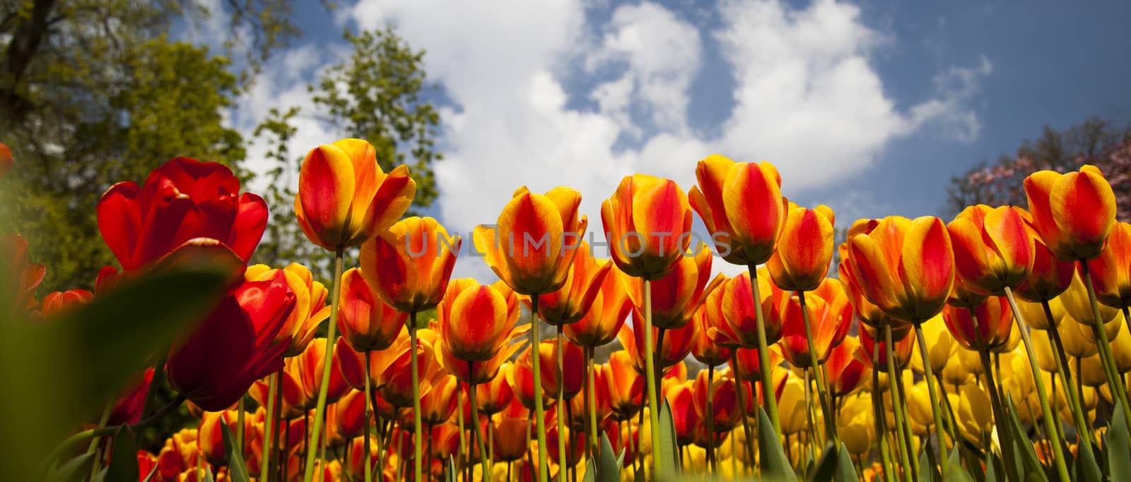 Fresh Beautiful Tulips, flower background