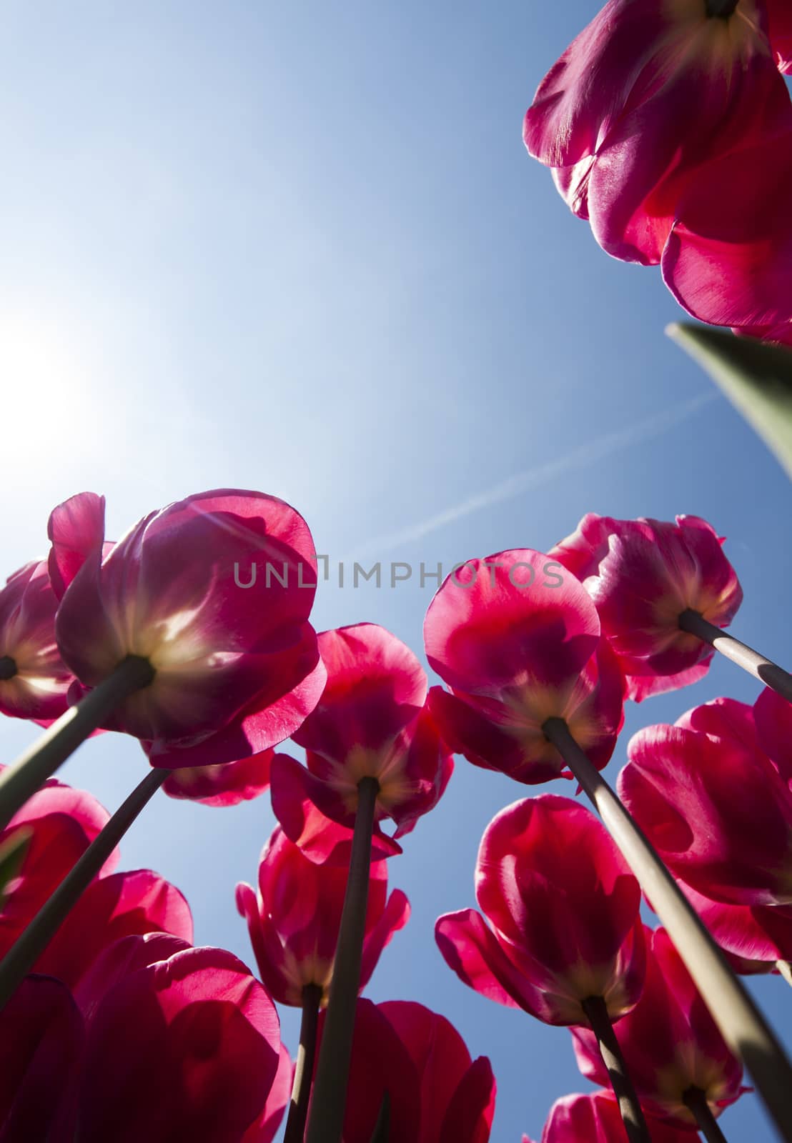 Beautiful close up macro tulip