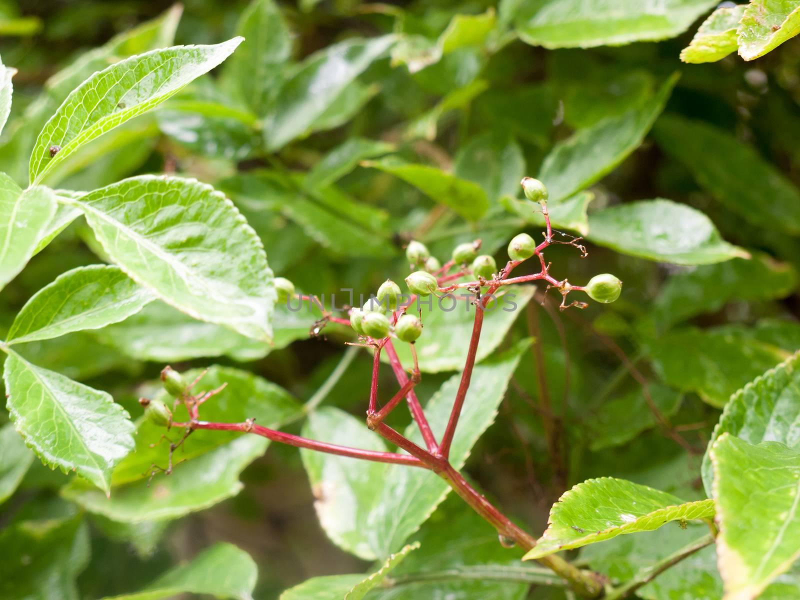 green growing elderberry in the garden with rain drops; Essex; UK