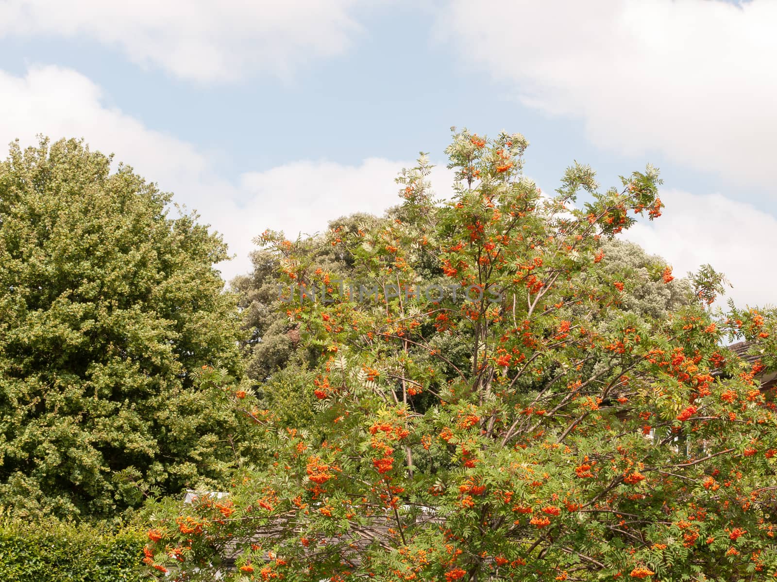 orange berry tree outside in uk meadow summer; Essex; UK