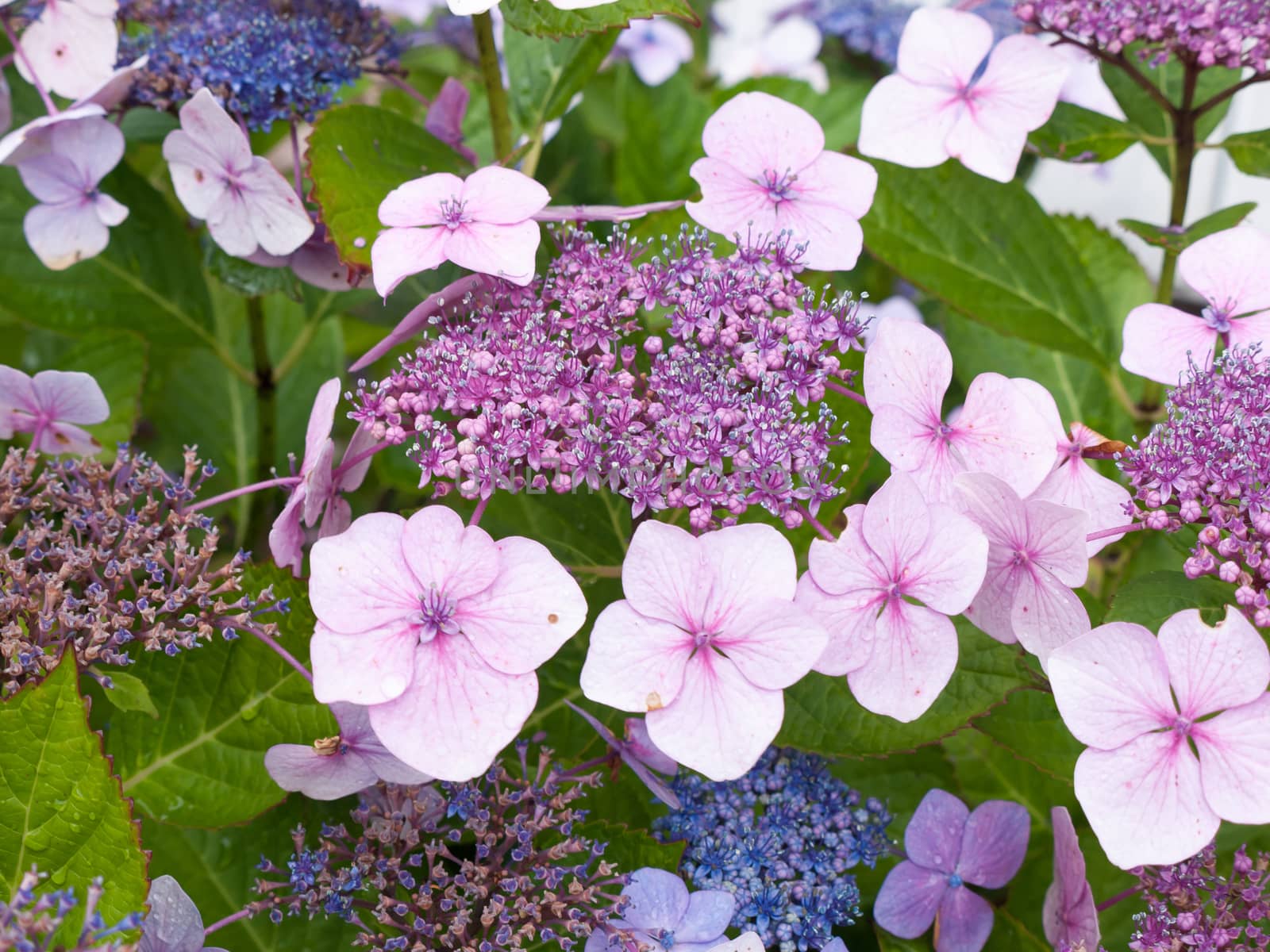 pink and blue hydrangea flowers growing in garden; Essex; UK