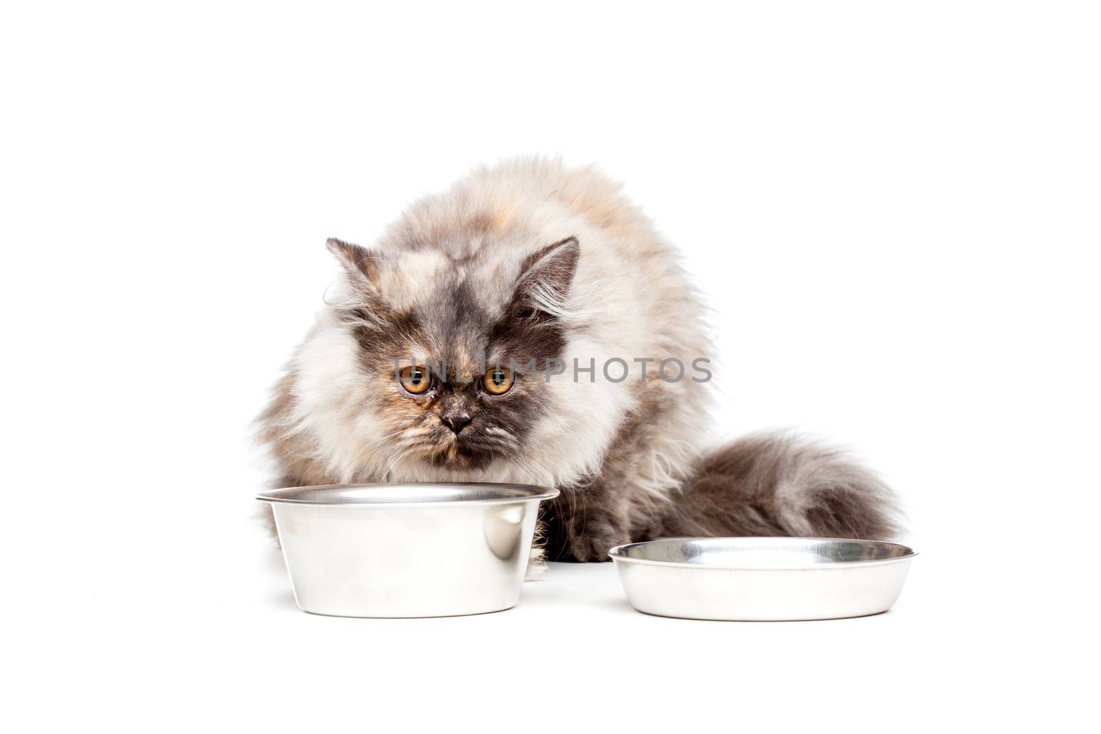 Chinchilla Persian little kitty having milk, isolated on white background