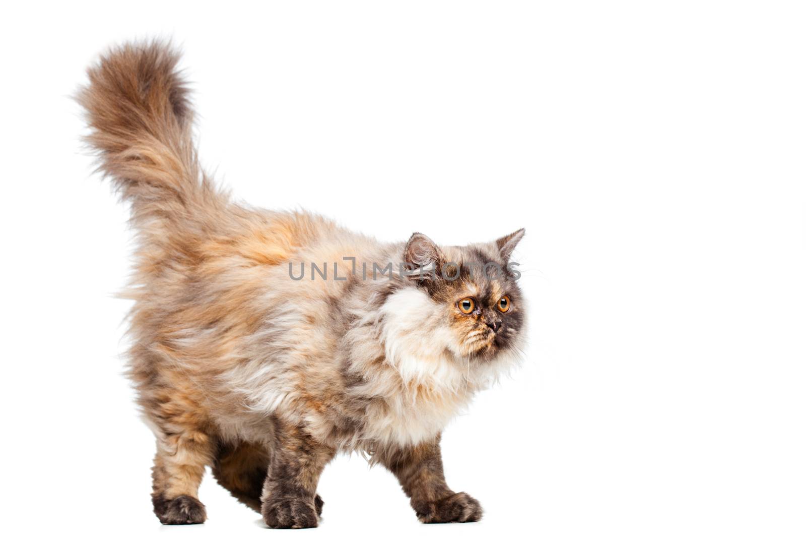 Chinchilla Persian cat by kokimk