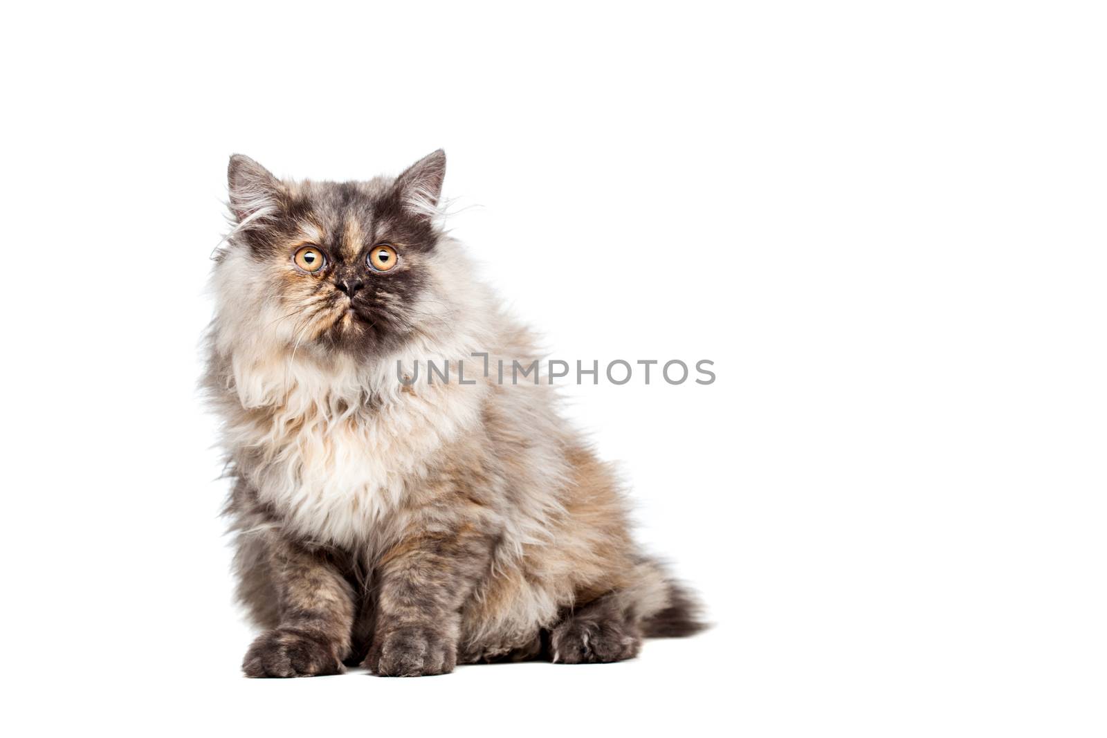 Chinchilla Persian cat by kokimk