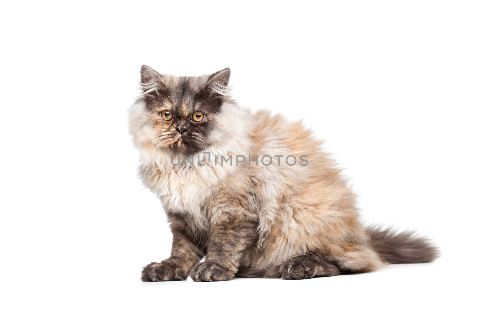 Chinchilla Persian little kitty isolated on white background