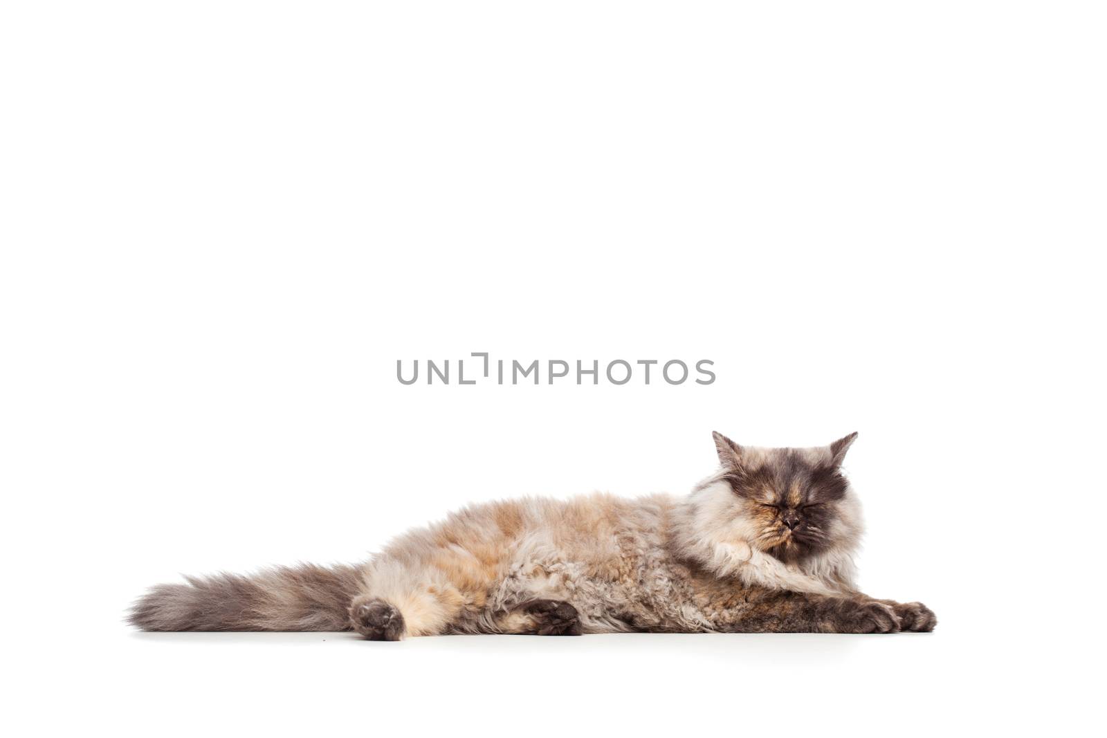 Chinchilla Persian little kitty isolated on white background