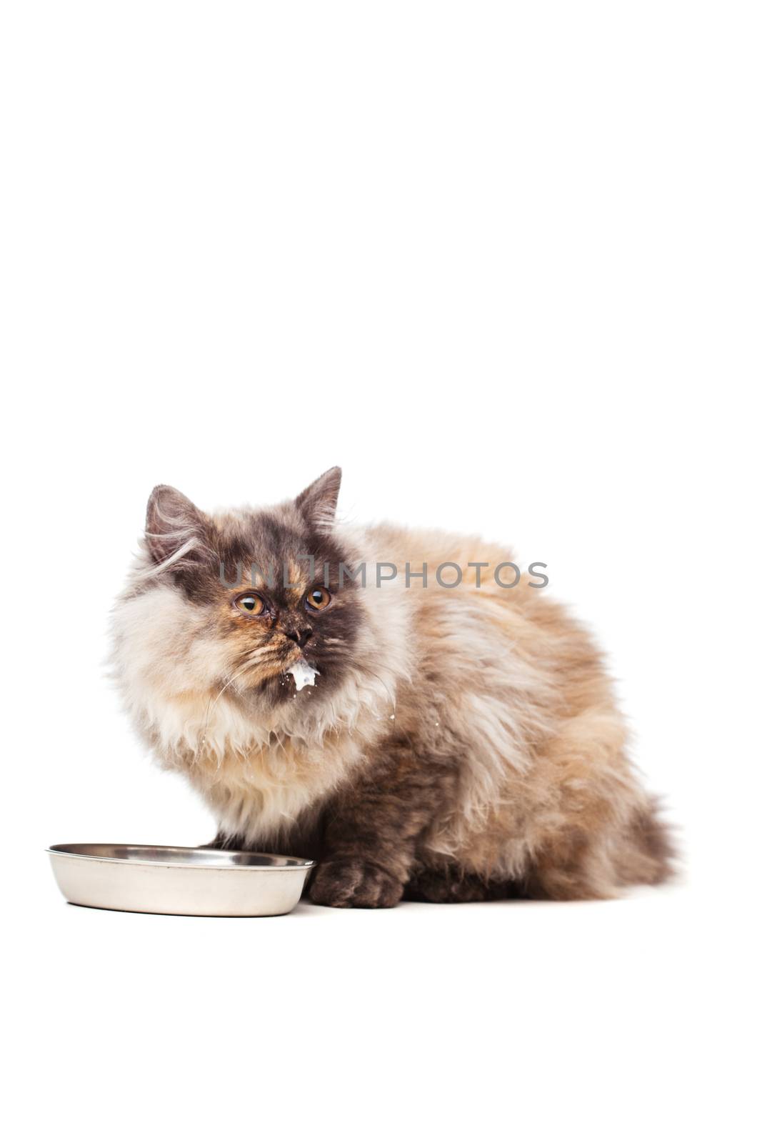 Chinchilla Persian cat with milk by kokimk