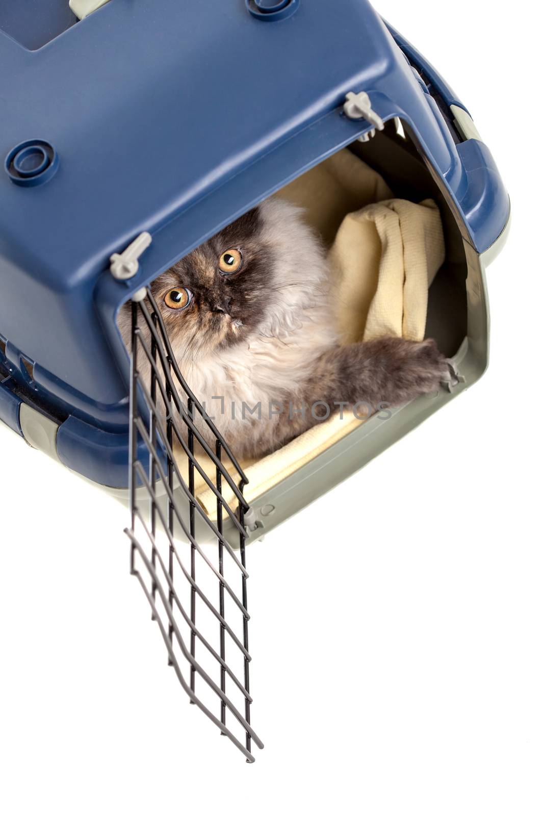 Chinchilla Persian cat in a pet cage by kokimk