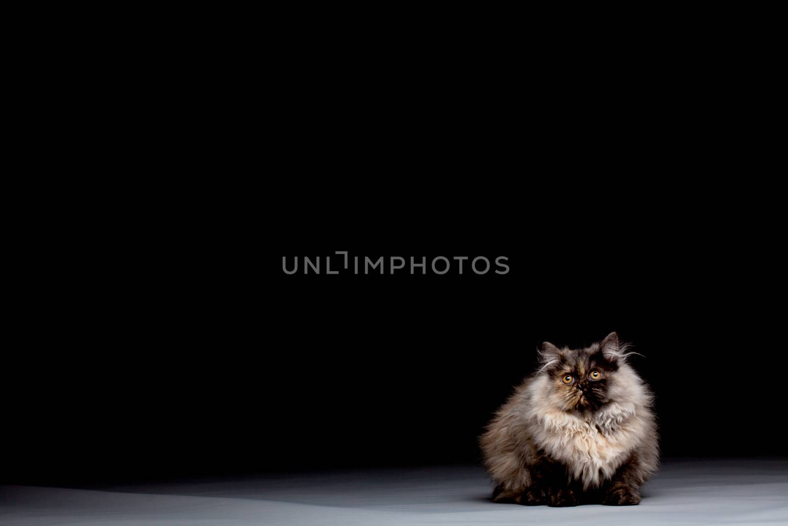 Chinchilla Persian little kitty against dark background