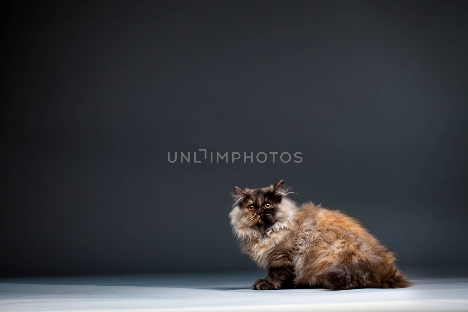 Chinchilla Persian little kitty against dark background