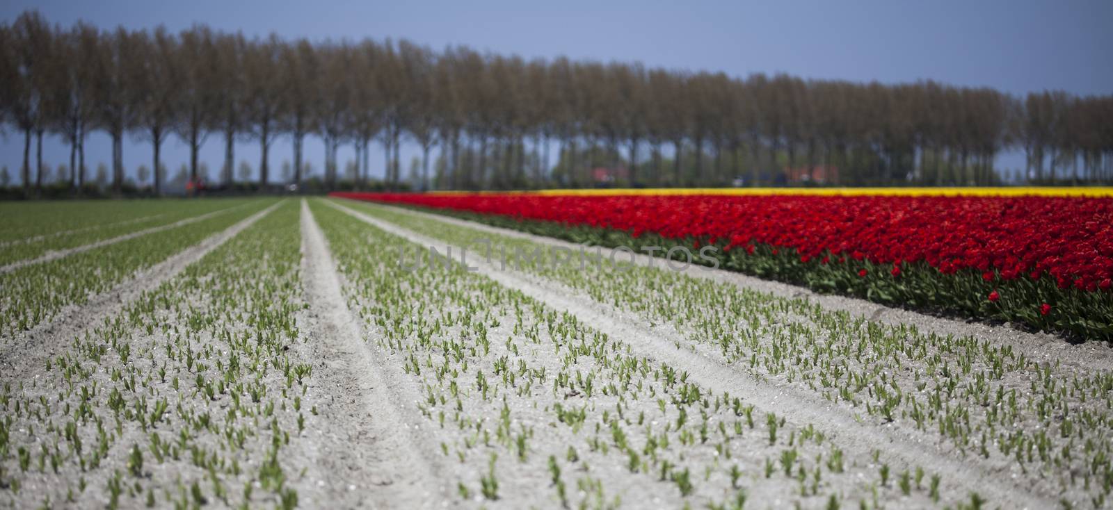 Field of tulips, colorful background by JanPietruszka