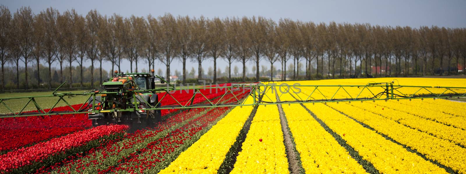 Field of tulips, colorful background by JanPietruszka