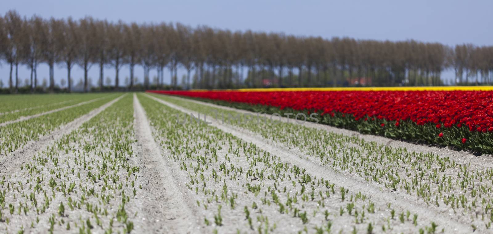 Tulips in a field in spring by JanPietruszka