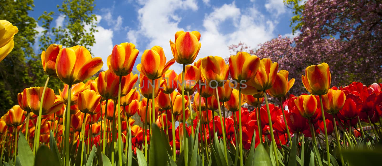 Fresh Beautiful Tulips, flower background